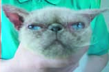 guérison dermatite des yeux chat himalaya IDROGEN eau hydrogénée