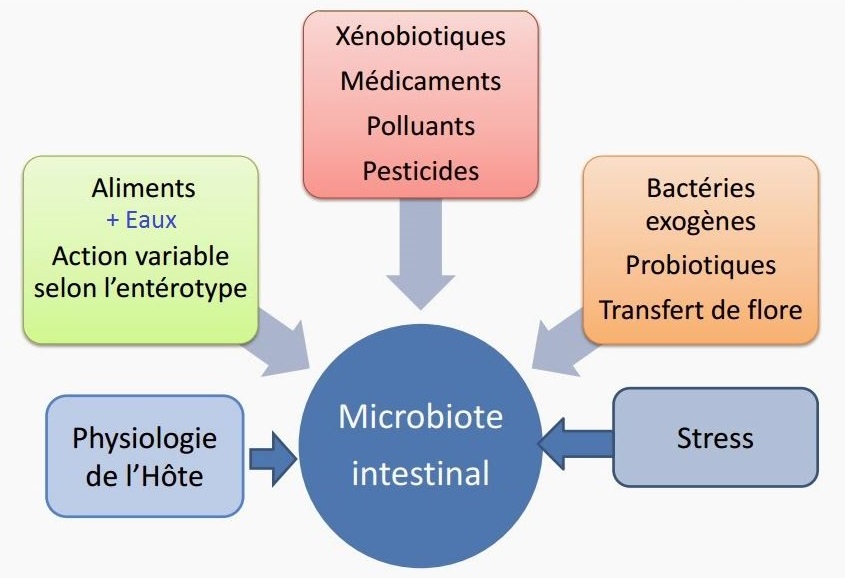 flore intestinale, microbiote intestinal