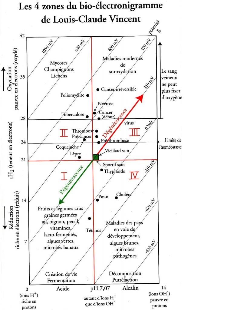Diagramme des 4 zones du bio-électromagnogramme de Louis-Claude Vincent montrant les interactions entre pH, oxygénation et richesse en ions H+ et OH−, avec zones I–IV et flèches de régénération et d’oxydation. Diagramme des 4 zones du bio-électromagnogramme de Louis-Claude Vincent montrant les interactions entre pH, oxygénation et richesse en ions H+ et OH−, avec zones I–IV et flèches de régénération et d’oxydation.