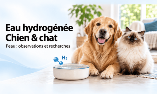 L'eau hydrogénée, dermatite, pyodermite, eczéma chien et chat